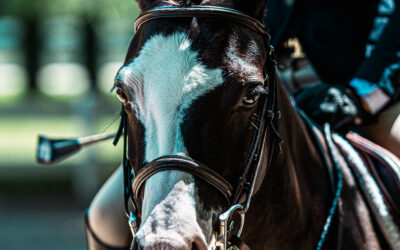 Horse Leasing