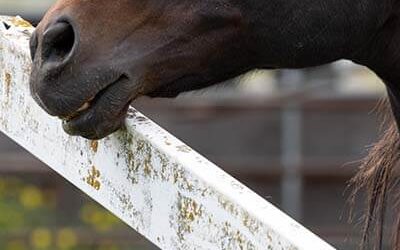 Stall Leases